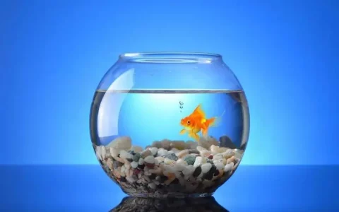 什么是金鱼缸法则？金鱼缸效应