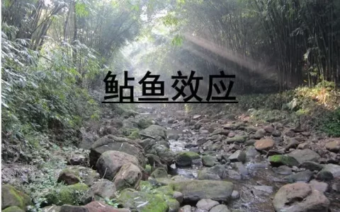 鲶鱼效应有什么故事？鲶鱼效应告诉我们什么道理