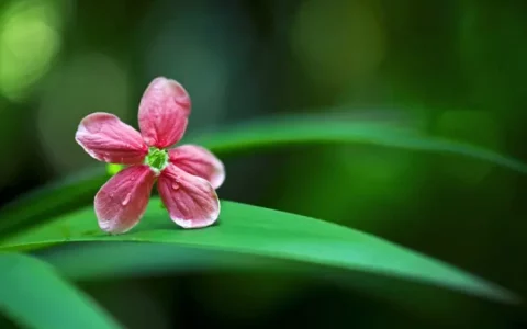 如何避免瀑布心理效应？瀑布心理效应的特点