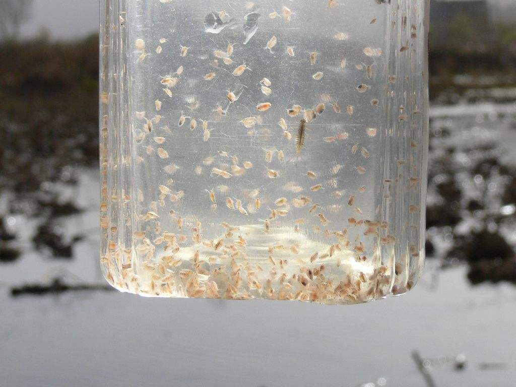 水蚤是什么动物？水蚤是动物还是植物