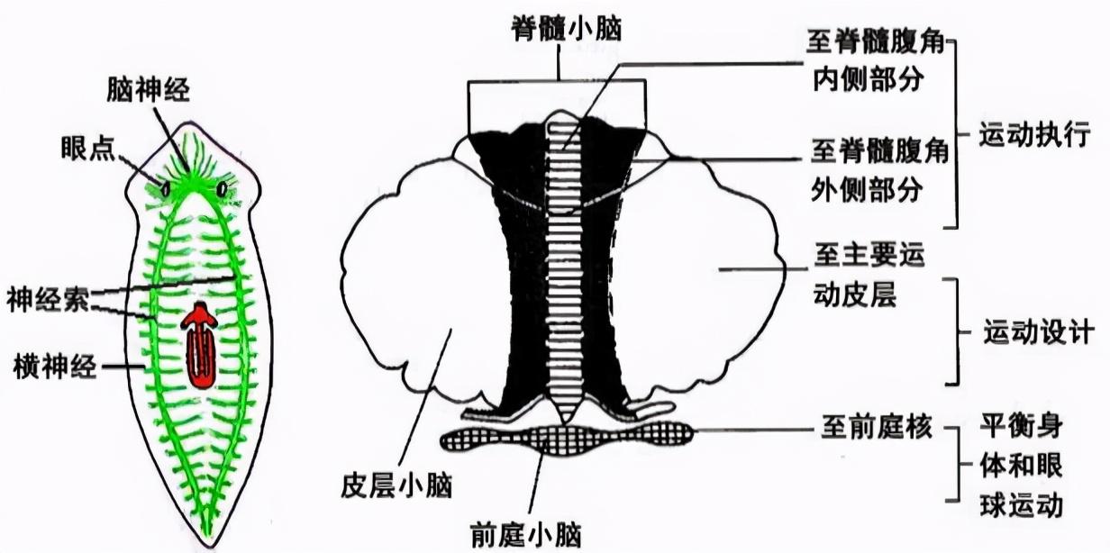 涡虫是什么动物？涡虫再生原理