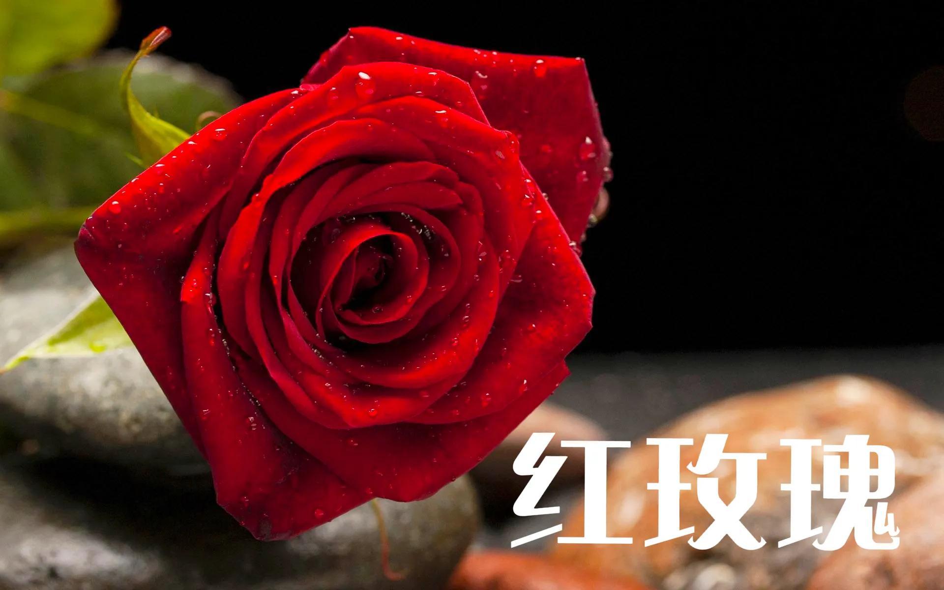 19支红玫瑰花代表什么？玫瑰花19朵的含义