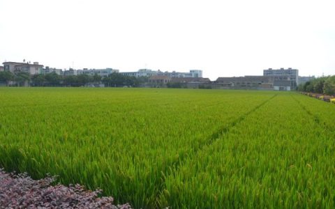 30亩等于多少平方米?30亩地有多大概念