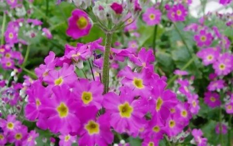 樱花草花语（樱花草花语及象征意义）