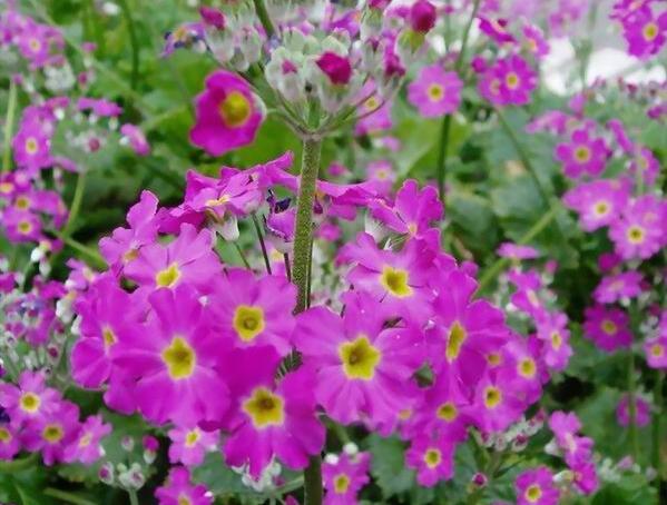 樱花草花语（樱花草花语及象征意义）