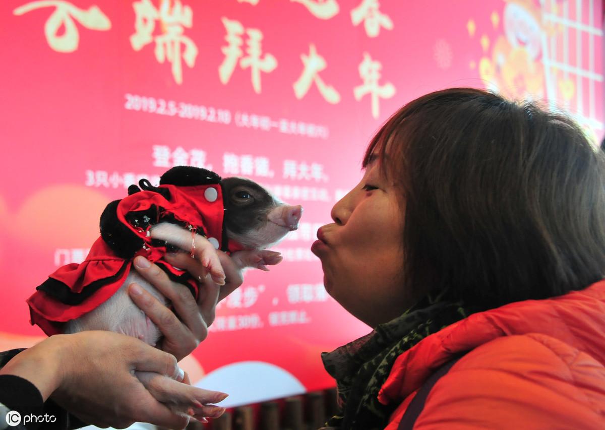 小香猪真的长不大吗?小香猪怎么养？