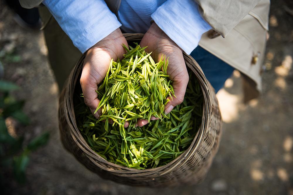 茶多酚是什么东西 茶多酚的作用与功效