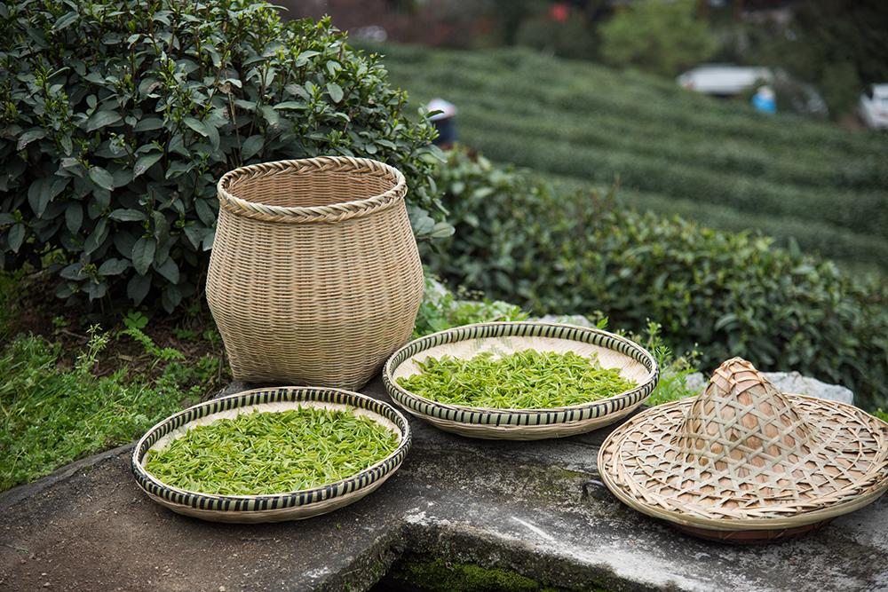茶多酚是什么东西 茶多酚的作用与功效