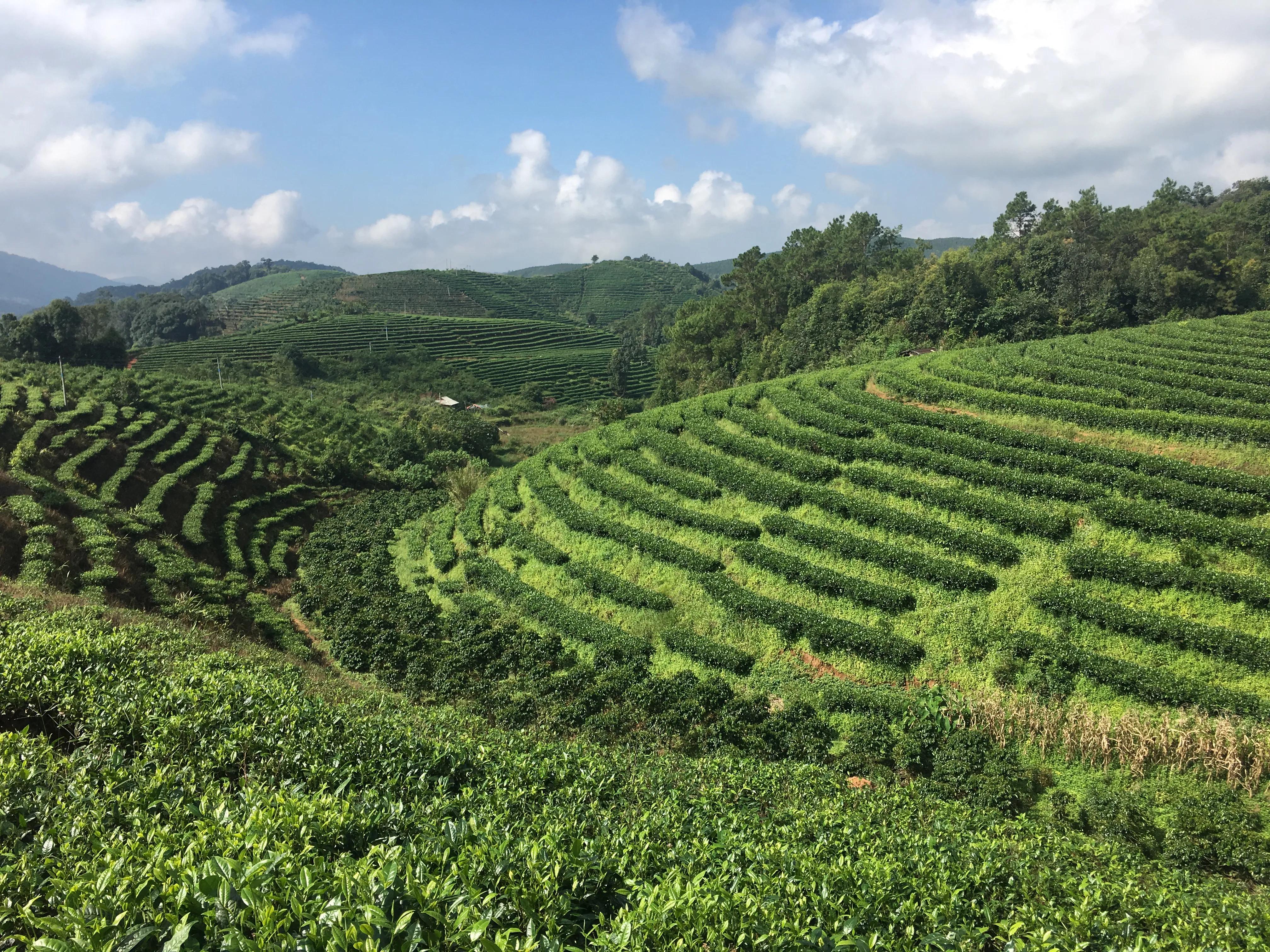 普洱茶的产地在哪 最好的普洱茶产地在哪里