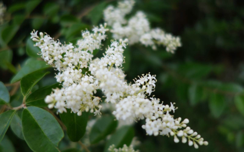 米兰花有毒吗？米兰花适合在室内养吗
