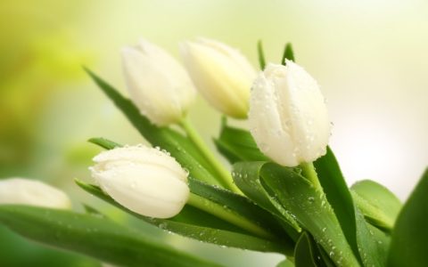 代表友谊的花有哪些？象征友谊的花有哪些