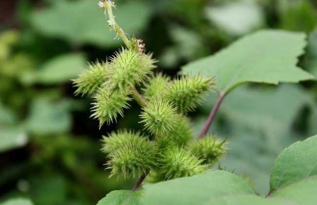 各种植物的传播方式有哪些？植物的传播方式