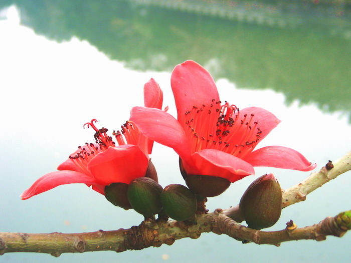 代表友谊的花有哪些？象征友谊的花有哪些