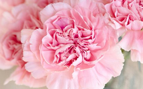 教师节送老师什么花？送老师什么花比较好
