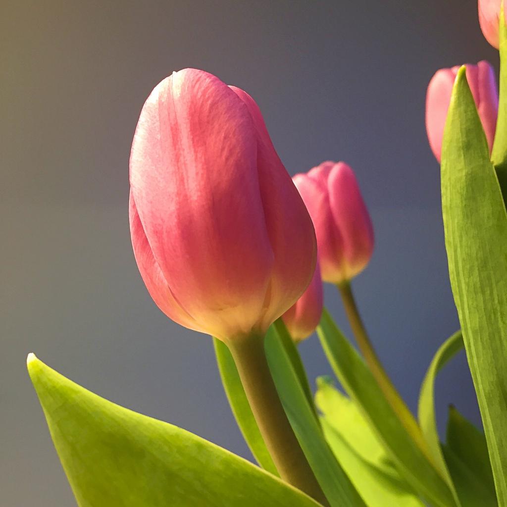 教师节送老师什么花？送老师什么花比较好