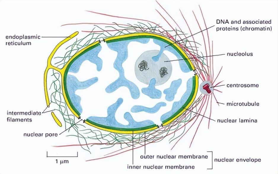 dna的分子结构（dna分子的结构是什么形状）