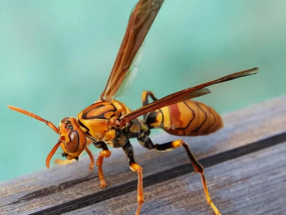 蜂王是公的还是母的（蜂王是怎么选出来的）