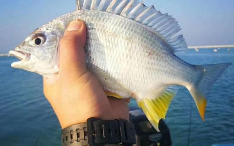 黄翅鱼是海鱼还是淡水鱼?黄翅鱼营养价值及功效