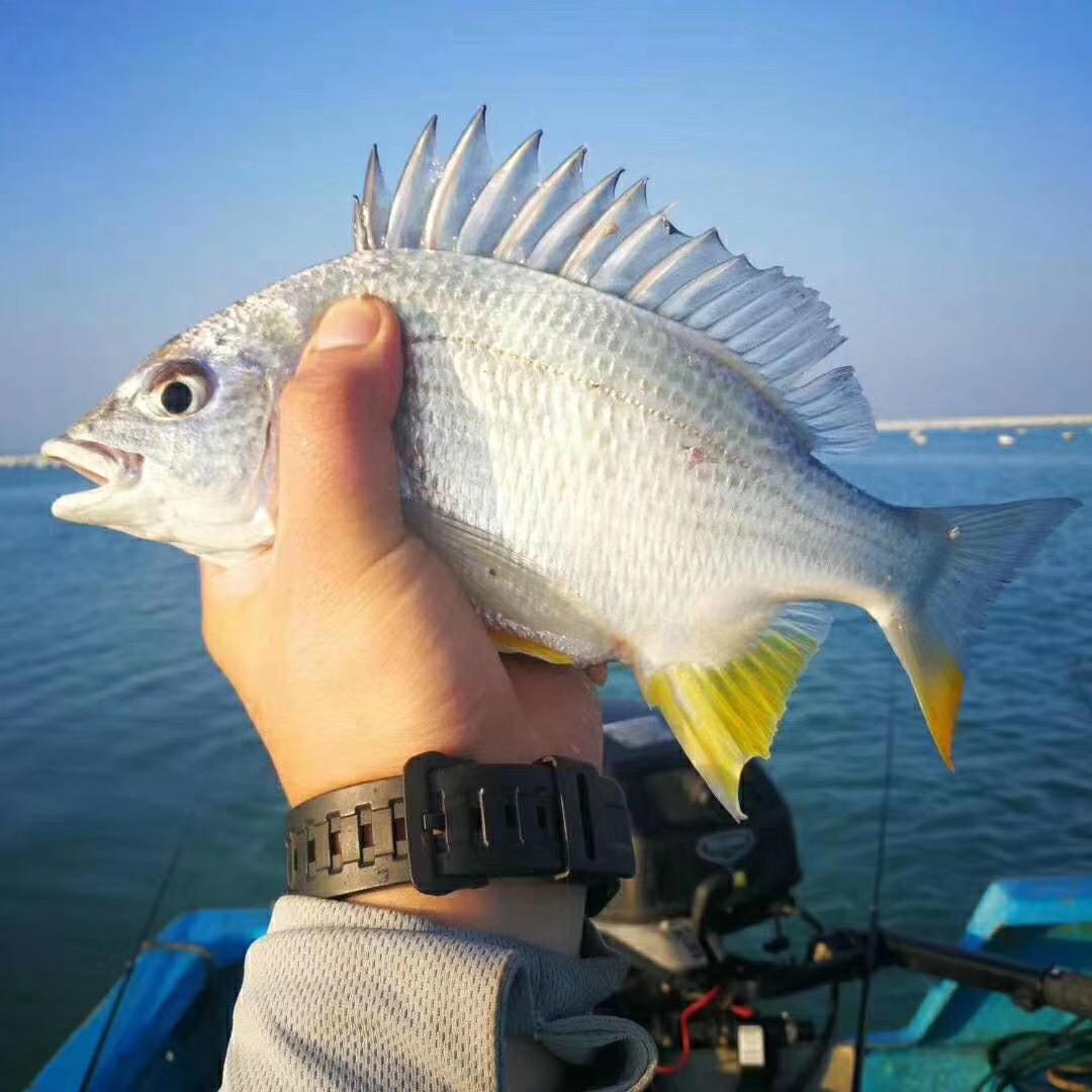 黄翅鱼是海鱼还是淡水鱼?黄翅鱼营养价值及功效