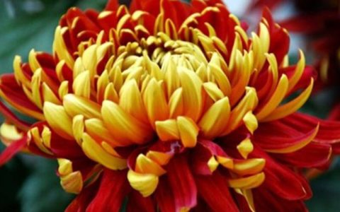 菊花什么颜色？菊花有几种颜色