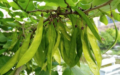 豆荚是什么意思？豆荚是果实还是种子