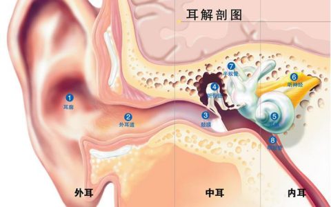 耳郭怎么念(耳郭和耳廓谁正确)