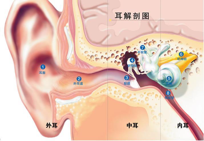 耳郭怎么念（耳郭和耳廓谁正确）