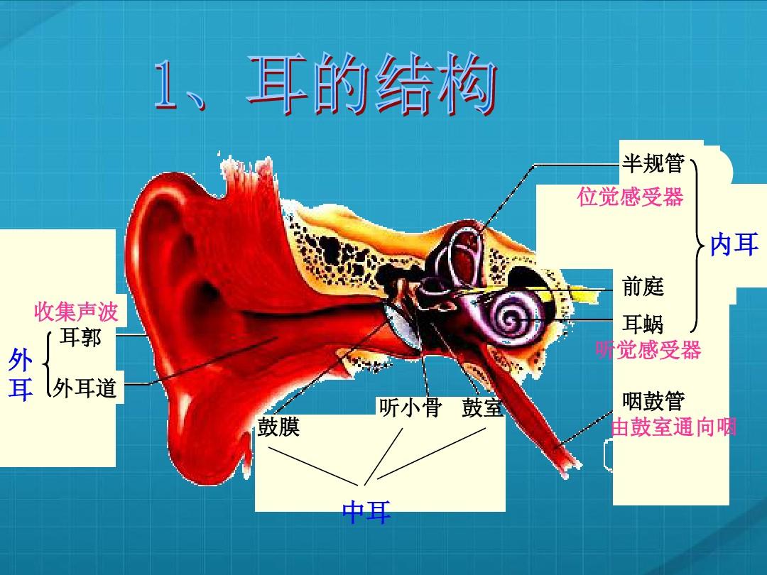 耳郭怎么念（耳郭和耳廓谁正确）