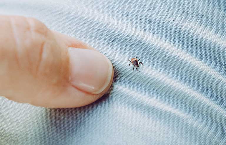 一只蜱虫多大？危害这么大，应该怎样预防