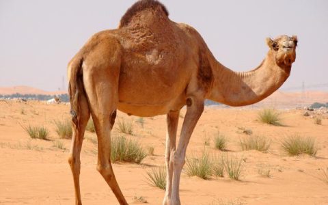 骆驼寿命(骆驼几天可以不喝水)