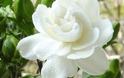 栀子花语象征与寓意是什么？栀子花代表什么象征意义