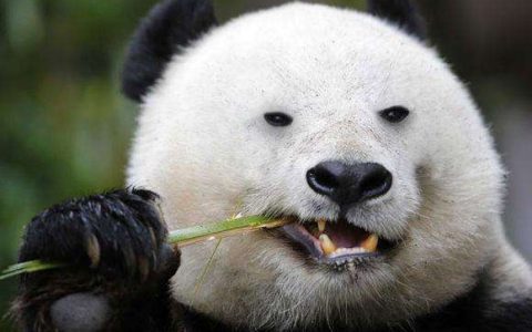 大熊猫有几个手指头（大熊猫为什么有六个手指头）