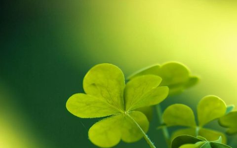 四叶草是什么意思？四叶草的寓意和象征