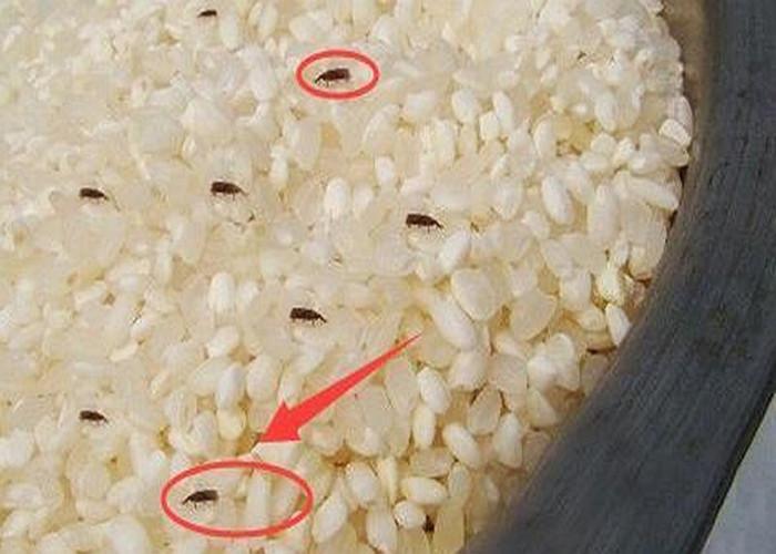大米有米虫还能吃吗？大米为什么会生虫
