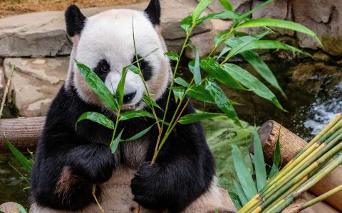 大熊猫吃肉吗？大熊猫为什么喜欢吃竹子