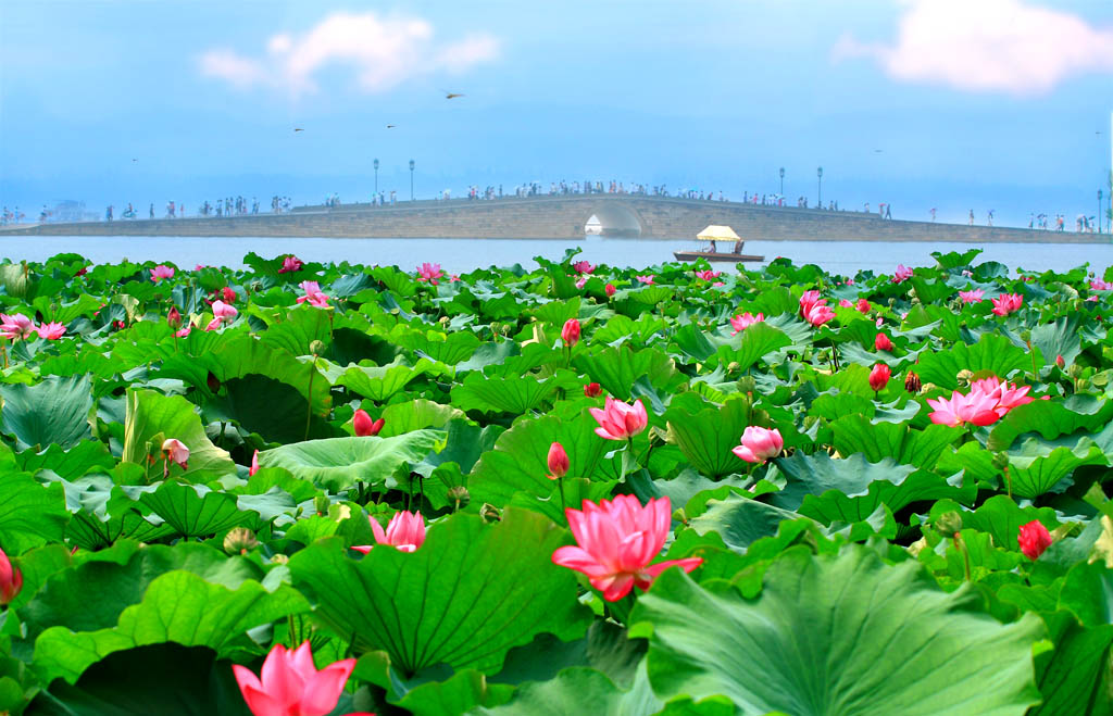 夏天都开什么花？夏天开的花有哪些