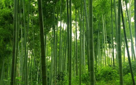 描写竹子的精神品质的句子（赞美竹子的句子）