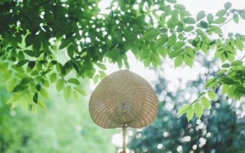 所遇皆温柔的意思（所遇皆温柔的下一句是什么）