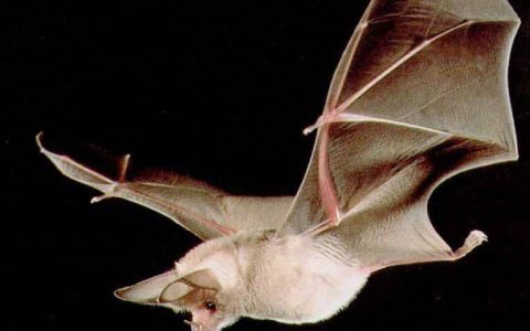 蝙蝠吃什么?蝙蝠是什么动物