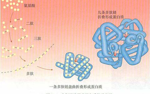 蛋白质一级结构是指什么？简述蛋白质的一二三四级结构