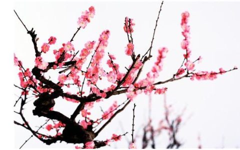 宝剑锋从磨砺出梅花香自苦寒来的作者