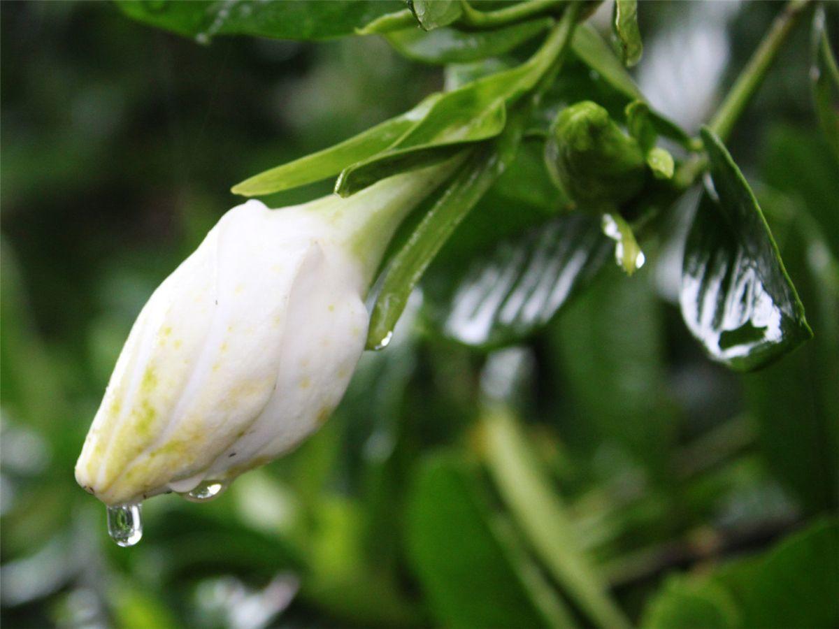 栀子花的栽培技术（栀子花怎么养）