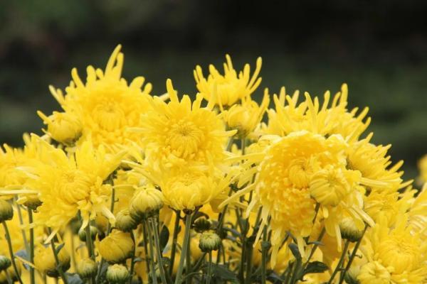重阳节是干嘛的节日？重阳节有哪些传统习俗风俗 重阳是什么意思含义