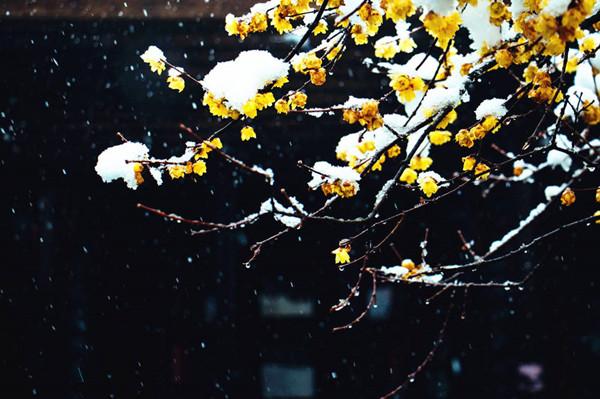 宝剑锋从磨砺出梅花香自苦寒来的作者