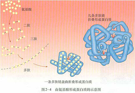 蛋白质一级结构是指什么？简述蛋白质的一二三四级结构