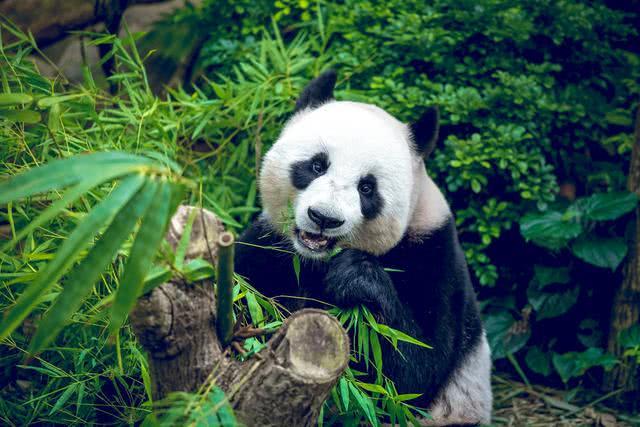 被称为活化石的动植物有哪些（什么植物被称为活化石）