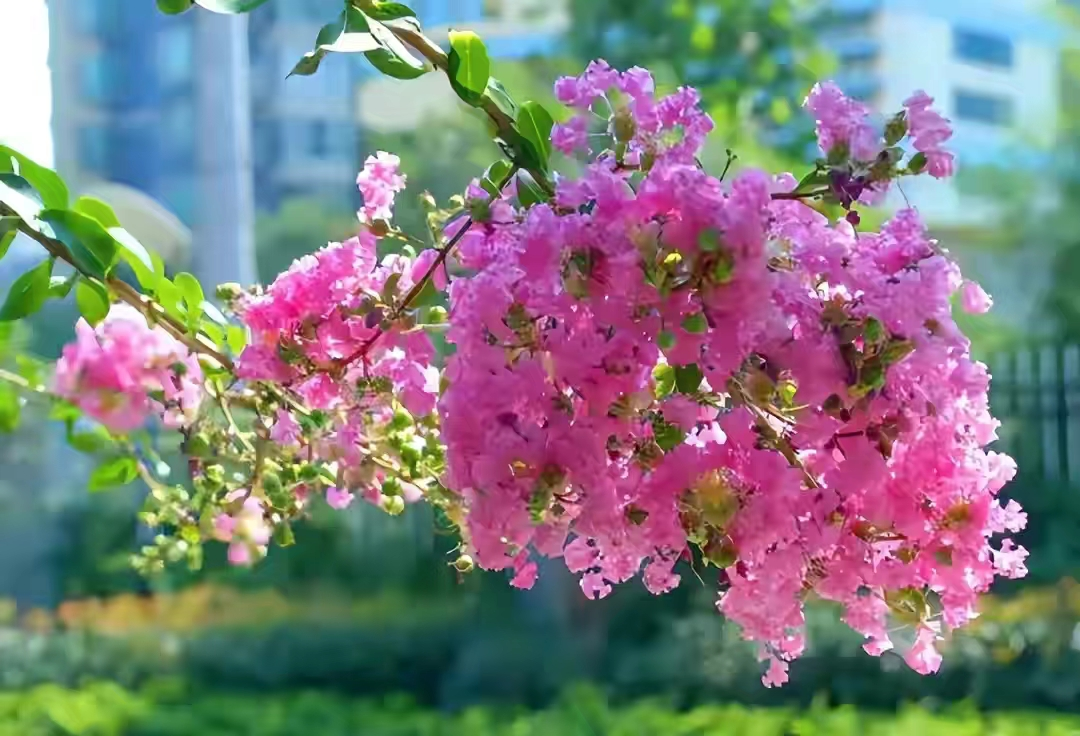 紫薇的寓意及象征（紫薇花是什么颜色的）