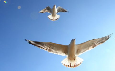 二十不惑的意思是什么？不惑的意思是什么
