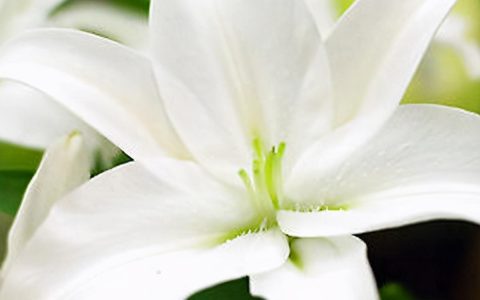 白色百合花象征着什么意思？不同颜色百合花的寓意