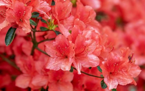 杜鹃花什么时候开花？杜鹃花一年开几次